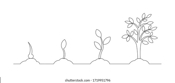 Continuous line drawing of step of tree growth. Vector illustration