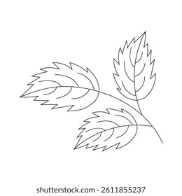continuous line drawing of vector illustration of different type of leaves.