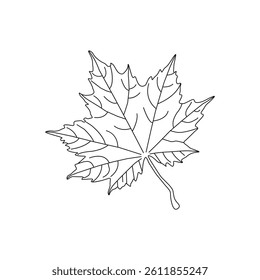 continuous line drawing of vector illustration of different type of leaves.