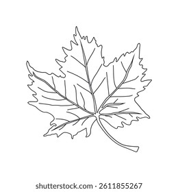 continuous line drawing of vector illustration of different type of leaves.