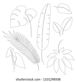 Continuous line drawings of various tropical leaves, single line vector leaves of Monstera, Aralia, Ficus, Aglaonema, Caladium, banana and palm, contour line art design elements or illustrations