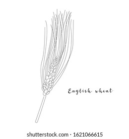 Continuous line english wheat, grain crop. Vector line art. Perfect for logo, packaging design, icon