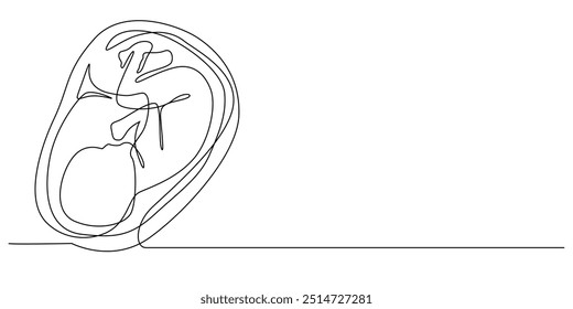 continuous line of fetus in womb.one line drawing of baby fetus in mother's stomach in gestational age.single line vector illustration.minimalist line.eps 10.isolated white background