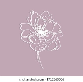 continuous line flower drawing. white flower on a pink background. peony illustration.