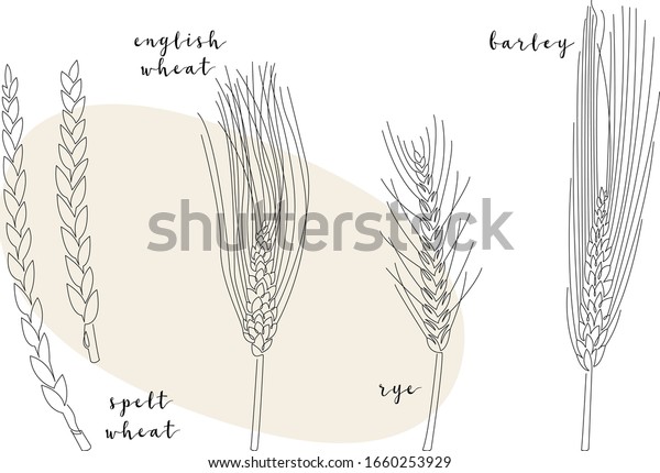 Vector De Stock Libre De Regalias Sobre Cultivo Continuo De Cereales Trigo Espelado