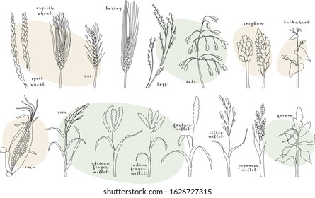 Continuous line grain crops (wheat, rye, barley, oats, teff, corn, millet, rice, quinoa, buckwheat, sorghum). Vector line art. Perfect for logo, packaging design, icon