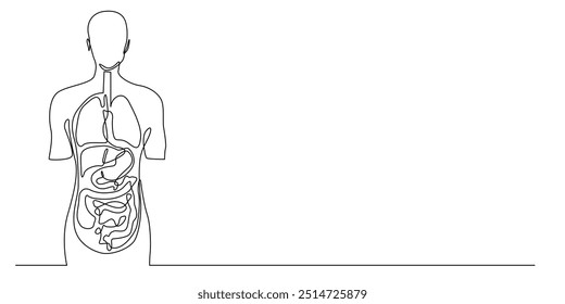 Línea continua de órganos internos humanos. Dibujo de una línea de anatomía médica, cuerpo humano con pulmones, hígado, estómago, corazón, intestino. Ilustración vectorial de una sola línea. Línea minimalista. EPS 10