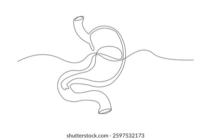 Continuous line of human stomach abdomen organ body anatomy biology single sketch drawing vector illustration