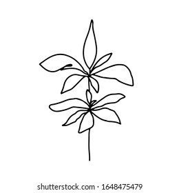 Continuous line illustration with leaf, plant with leaves. Vector minimalist line art