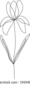 Continuous line iris floral drawing, (Irideae) February birthflower