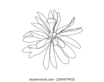 Continuous Line Magnolia FlowerVector