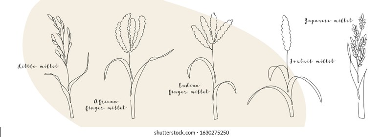 Continuous line millet, grain crop. Vector line art. Perfect for logo, packaging design, icon
