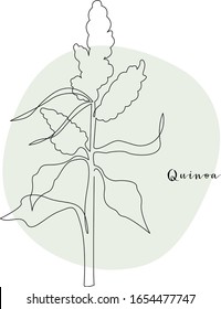 Continuous line quinoa, grain crop. Vector line art. Perfect for logo, packaging design, icon, branding, cafe menu, flyer