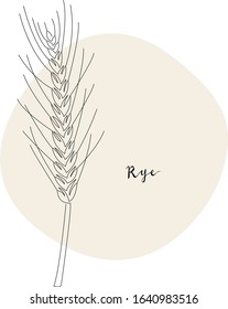 Continuous line rye, grain crop. Vector line art. Perfect for logo, packaging design, icon