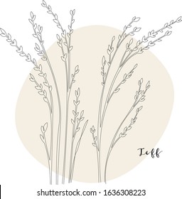 Continuous line teff, grain crop. Vector line art. Perfect for logo, packaging design, icon