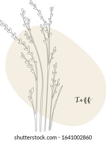Continuous line teff, grain crop. Vector line art. Perfect for logo, packaging design, icon