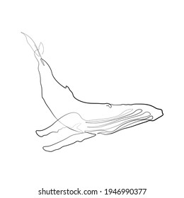 Continuous Line Whale , Aquatic Marine Animal Nature Simple Line Stripes Hand Drawn Vector Illustration Summer