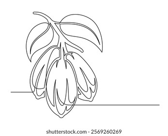 Continuous one line cacao beans branch with leaves isolated on white background. Simple vegetable silhouette. Hand drawn cacao beans branch outline. Vector illustration