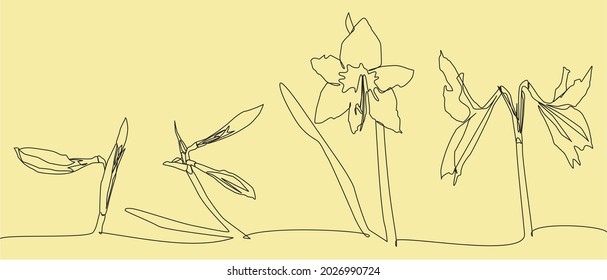 Continuous one Line drawing of Amaryllis Flowers Collection with linear art on a gold background. Vector illustration of Amarilis. Element of flower icon. Premium icon flower- Vector seamless pattern.