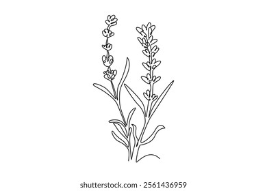 Continuous one line drawing of beauty fresh lavandula for garden logo. Printable decorative lavender flower concept for home wall decor poster art. Single line draw design vector graphic illustration