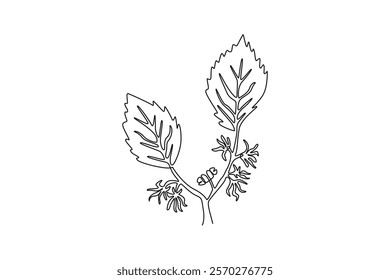 Continuous one line drawing beauty fresh witch hazels for home wall decor art poster print. Decorative snapping hazel plant concept for floral card. Single line draw design vector graphic illustration