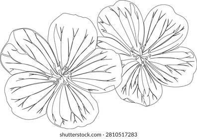 Continuous One Line Drawing of Bloody Cranesbill Flower