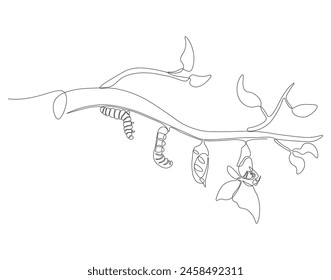 Continuous one line drawing of butterfly life cycle. One line drawing illustration of butterfly metamorphosis. Butterfly transformation concept continuous line art. Editable outline.