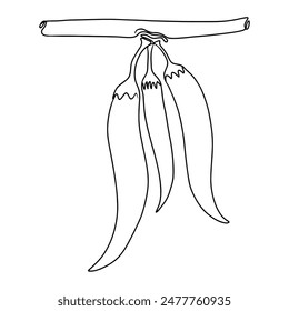 Continuous one line drawing of Chili peppers. Doodle vector illustration
