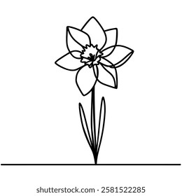 Continuous one line drawing of daffodil flowers. Vector illustration.