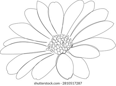 Continuous One Line Drawing of Dimorphotheca ecklonis Flower