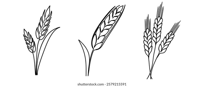 Continuous one line drawing of an ear of wheat. Linear style.
