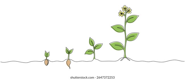 Desenho contínuo de uma linha de fases de cultivo da planta. Sementes germinando no solo. Mudas de plantas de jardim, brotos. Desenho de linha única ilustração gráfica vetorial Traçado editável