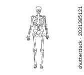 Continuous one line drawing human skeleton image, useful for creating medical and scientific materials. Anatomy, medicine and biology concept. Single line draw design vector graphic illustration