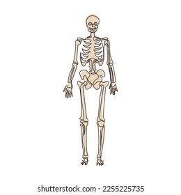 Continuous one line drawing human skeleton image, useful for creating medical and scientific materials. Anatomy, medicine and biology concept. Single line draw design vector graphic illustration