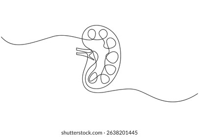 Continuous one line drawing of human organ kidney, One continuous line drawing of human kidney organ anatomy. single line drawing of kidney. editable stroke.