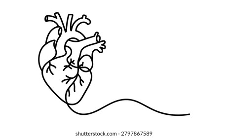 continuous one line drawing of human anatomical heart medical healthcare cardiology and anatomy concept minimalist outline vector illustration