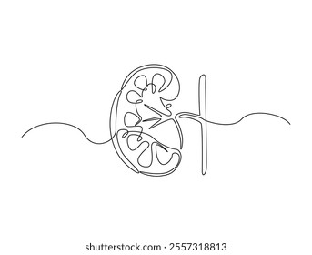 Continuous one line drawing of kidney human organ . Human organ in single line illustration. Editable line vector. 
