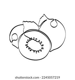 Continuous one line drawing kiwi. Vector illustration. Black line art on white background. Cartoon kiwi isolated on white background. Vegan concept