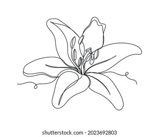 Continuous one line drawing of lily flowers in silhouette on a white background. Linear stylized.Minimalist.