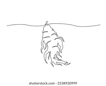 Continuous one line drawing of organic ginseng root. Ginseng root single line art vector illustration. Editable stroke vector. 
