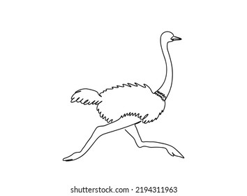 Continuous one line drawing. Ostrich Vector illustration