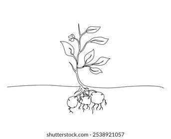 Continuous one line drawing of potato plant in soil. Potato plant single line art vector illustration. Editable stroke vector. 
