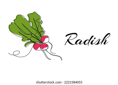 Continuous one line drawing of radish. Vector illustration on isolated background.