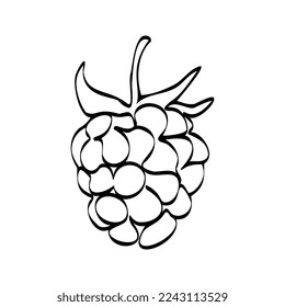 Continuous one line drawing raspberries. Vector illustration. Black line art on white background. Cartoon raspberries isolated on white background. Vegan concept