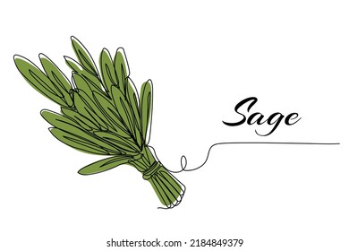 Continuous One Line Drawing Of Sage. Modern Style Vector Illustration On Isolated Background.