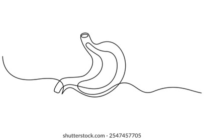 Continuous one line drawing of Stomach organ Human Gastrointestinal