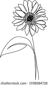 Continuous one line drawing of sunflower. Minimalist art. Vector illustration.