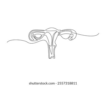 Continuous one line drawing of uterus woman reproductive organ. ovary single line illustration. Editable line vector. 
