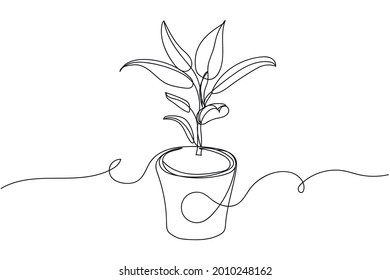 Continuous one line of rubber plant in a pot in silhouette on a white background. Linear stylized.Minimalist.