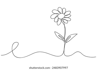 Continuous single line drawing of daisy flower, line art vector illustration